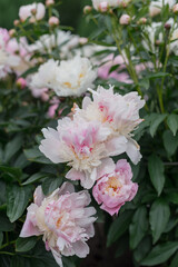 A close-up of blooming peonies in shades of pink and white. The flowers are surrounded by lush green leaves, creating a vibrant garden scene.