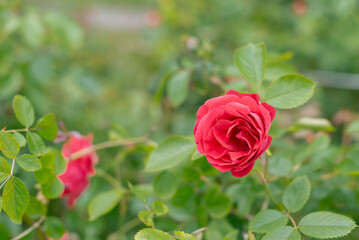 A close-up of a vibrant red rose surrounded by green leaves in a garden setting. The rose is fully bloomed, showcasing its delicate petals.