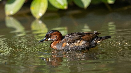 Fototapeta premium Waterbird swimming in rippling pond with green foliage
