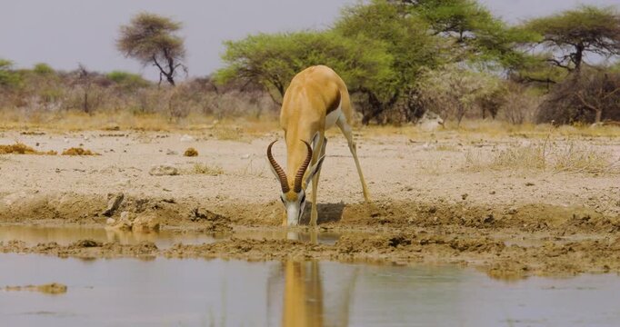 4K video; Springbok (Antidorcas marsupialis) antelope drinking from waterhole, Etosha National Park Namibia