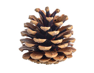 A detailed macro shot of a brown pinecone on a black background