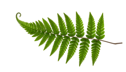 Isolated close-up of a vibrant green fern frond against a black background