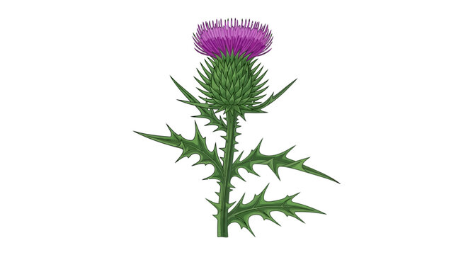 Detailed Thistle Flower Illustration on White Background