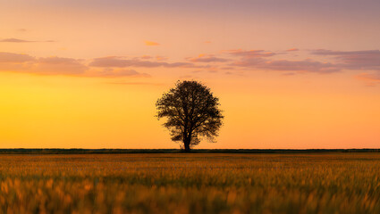 Sunset and sunrise over a misty field with trees and clouds