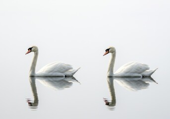 Obraz premium Two Elegant White Swans Gliding on Calm Water in Minimalist Natural Scene