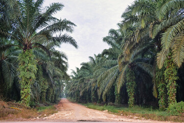 Obraz premium Dirt Road Leading Through a Tropical Oil Palm Plantation