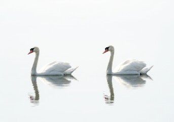 Obraz premium Two Elegant White Swans Swimming on Calm Water with Reflection in Bright Minimalist Scene