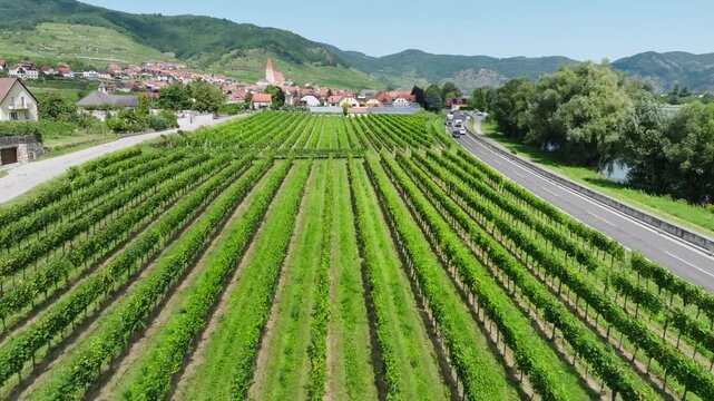 Aerial view of vineyards in Wachau Valley Austria. Vineyards in agricultural region beautiful countryside landscapes in Europe.