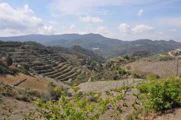 The Grape on farmland. In a ripening state