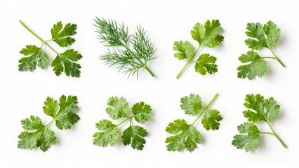 Fresh green herbs with water droplets on white background