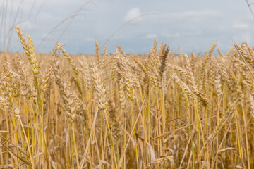 Golden wheat field under a clear blue sky. The wheat stalks are ripe and swaying gently in the breeze, showcasing a bountiful harvest.
