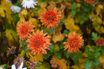 Four orange flowers of Chrysanthemums with rain drops in November