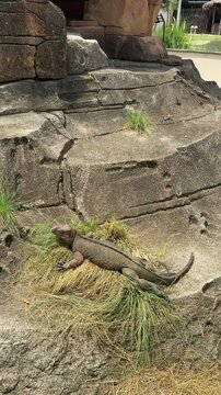 a rhinoceros iguana standing on grass and rocks. It is an endangered species endemic to the Caribbean island of Hispaniola. an iguana at the zoo