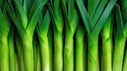 Fototapeta premium Fresh green leeks close-up with lush leaves and stalks.