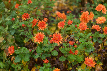 Moist flowers of orange Chrysanthemums in November