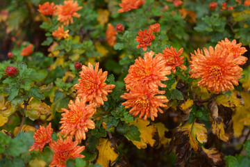 Rain drops on orange flowers of Chrysanthemums in November
