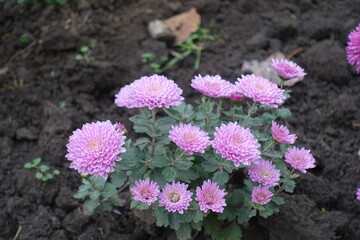 Lush pink flowers of Chrysanthemums in November