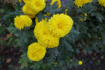 Shoot of Chrysanthemums bush with yellow flowers in October