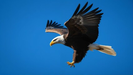 Obraz premium american bald eagle