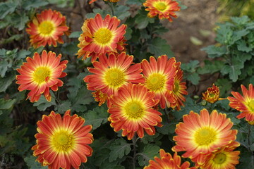 Colorful red and yellow flowers of semidouble Chrysanthemums in November
