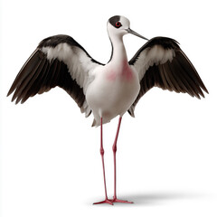 Long-legged shorebird spreads black wings, isolated against bright white background.