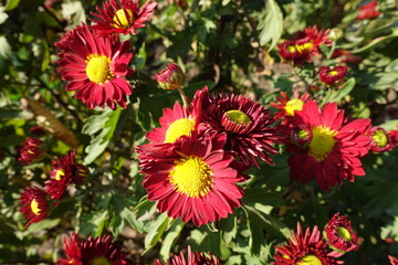 Fototapeta premium Lush red and yellow flowers of semidouble Chrysanthemums in October