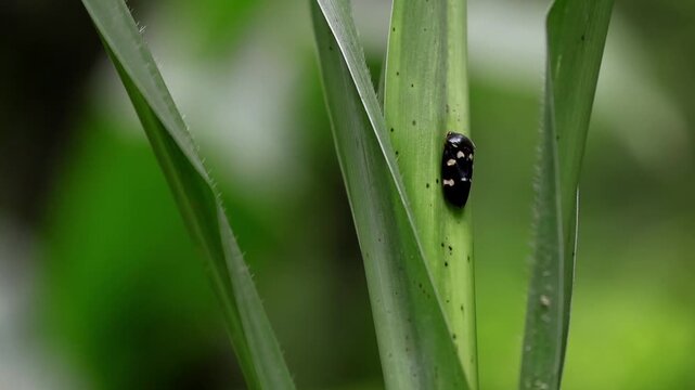 Froghopper feeding on plant sap in slow motion. Close-up slow motion video captures a froghopper insect feeding on plant xylem sap in its natural monsoon habitat.