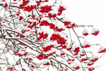 Bright red rowan (mountain ash) berry clusters covered with fresh snow on bare branches against a...