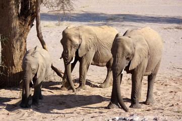 Fototapeta premium Éléphants en Namibie 