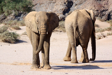 &Eacute;l&eacute;phants en Namibie
