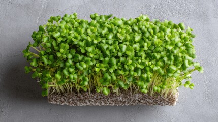 Obraz premium Vibrant green microgreens growing on dark gray background.