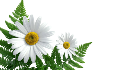 Two white daisies with yellow centers nestled among vibrant green fern leaves