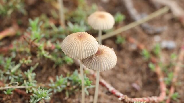Inedible ephemeral fungus called Parasola plicatilis outdoors, high resolution 4k video
