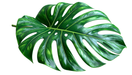Lush, glossy, tropical Monstera leaf isolated on a black background, detailed and vibrant