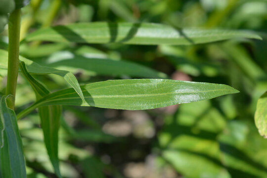 Yellow coneflower leaves - Latin name - Echinacea paradoxa