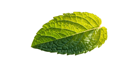 Isolated vibrant green leaf on black background, showcasing intricate veins