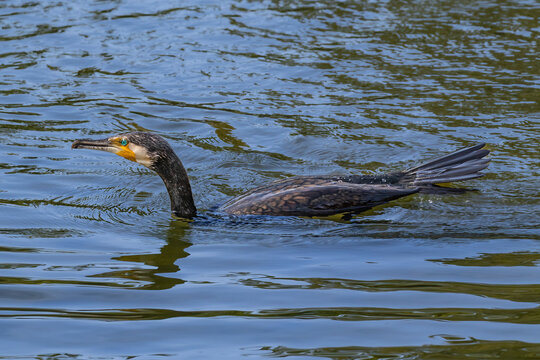 Japanese cormorant&nbsp;(Phalacrocorax capillatus) in on the lake after catching a fish, still in its mouth. At Nijo Castle, Kyoto, Japan.
