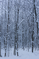 Winter landscape with frosty trunk of trees in the snowy forest. Natural expressionism. Totally snow covered forest road with snow covered bare trees. Park alley in a snowy day. Winter holiday.