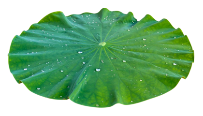 Isolated vibrant green lotus leaf with water droplets, against a stark black background