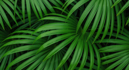Tropical green palm leaves overlapping in lush dense foliage, vibrant rainforest texture with natural pattern and rich botanical details