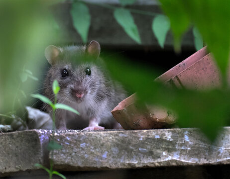 A "grey rat" usually refers to the common Norway Rat (Rattus norvegicus), a widespread rodent known for its brownish-grey fur, stocky build, and habit of living near humans, often called the sewer rat