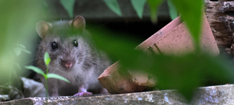 A "grey rat" usually refers to the common Norway Rat (Rattus norvegicus), a widespread rodent known for its brownish-grey fur, stocky build, and habit of living near humans, often called the sewer rat