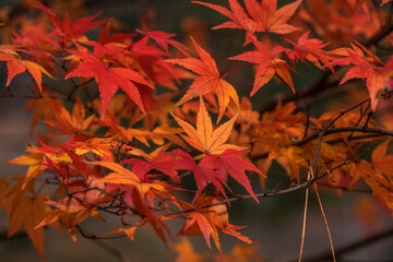 Close-up view of colorful autumn leaves, ideal for themes related to autumn, nature, backgrounds, and seasonal design.