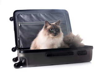siberian cat in suitcase in studio