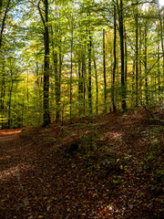 autumn forest in the morning