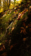 autumn forest in the forest and roots with moss