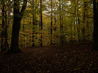 Fototapeta premium autumn in the black woods