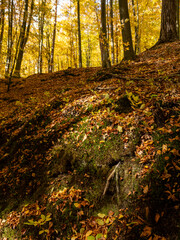 autumn in the forest