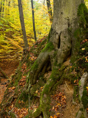 autumn forest in the morning tree roots