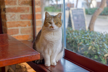 Cat Sitting By Window Inside Cozy Cafe